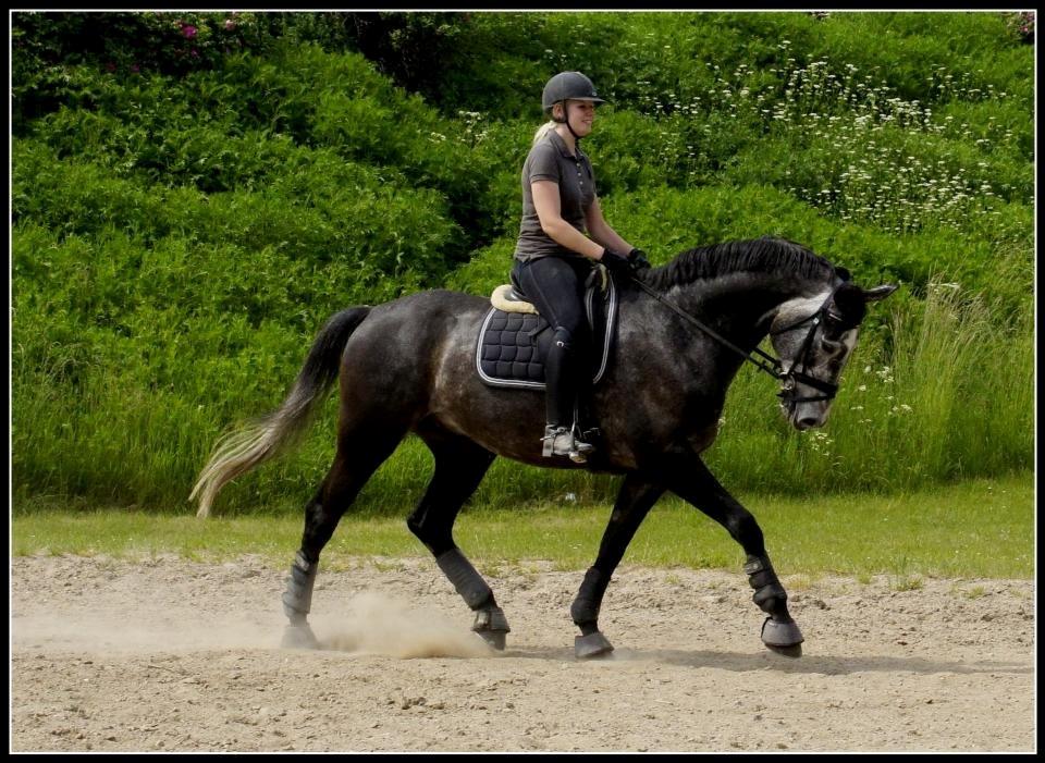 Dansk Varmblod I´matric billede 29