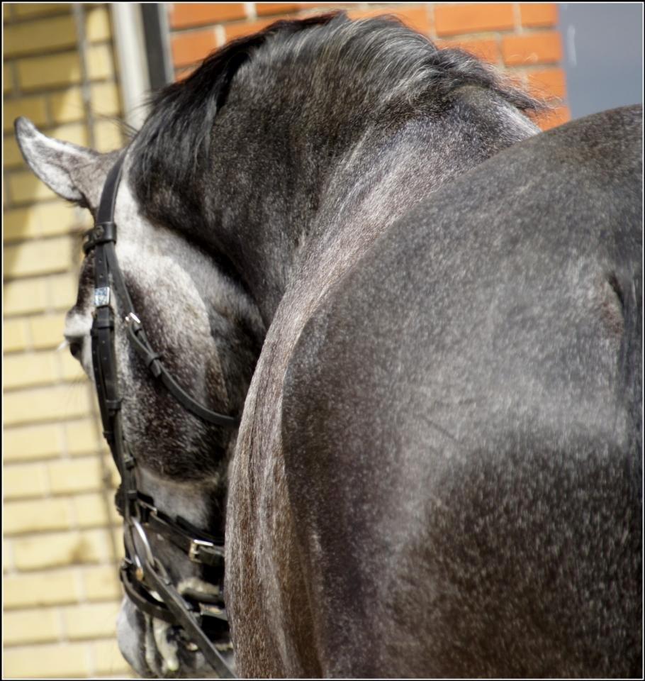 Dansk Varmblod I´matric billede 30