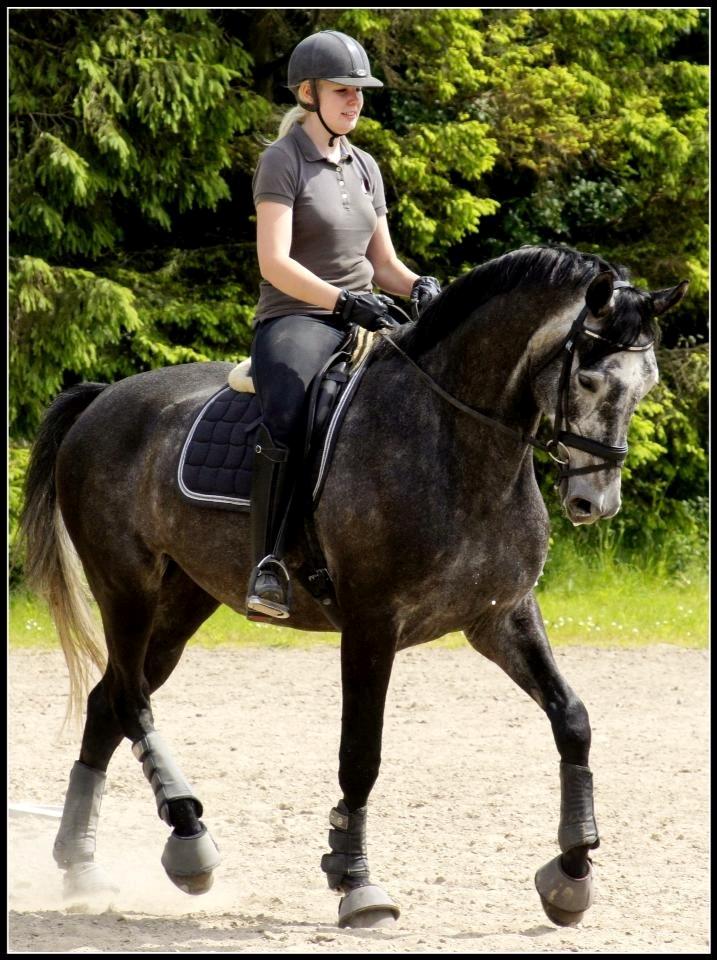 Dansk Varmblod I´matric billede 31