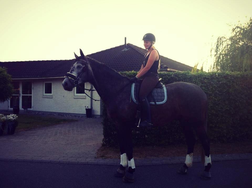 Dansk Varmblod I´matric billede 32