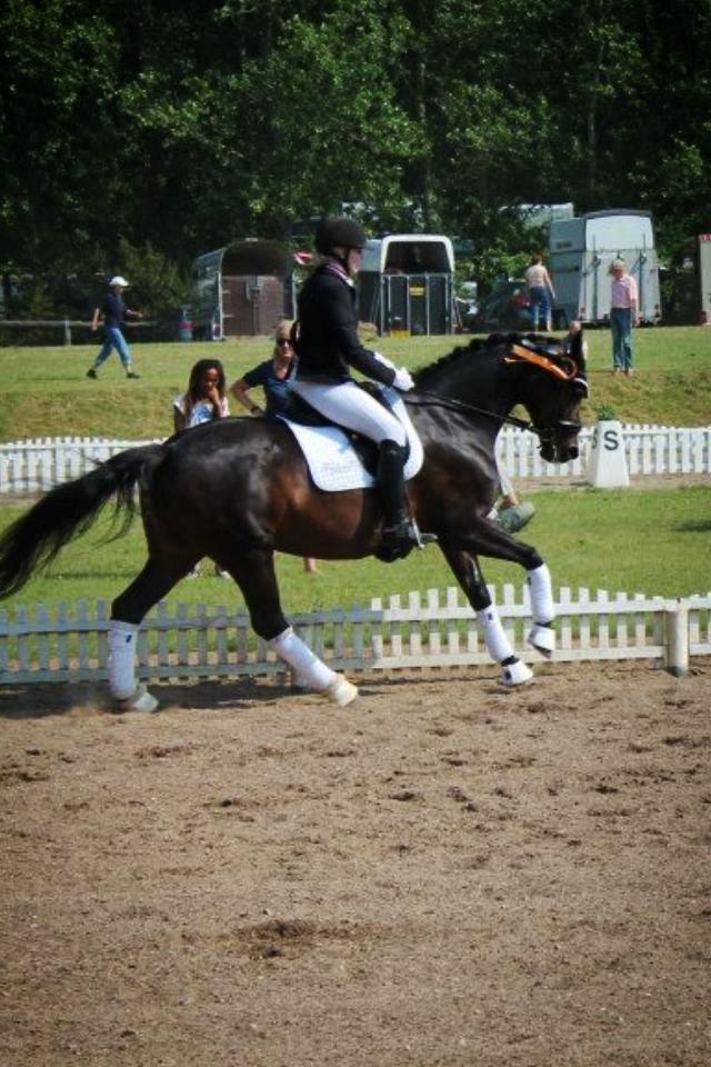 Dansk Varmblod Heartbreakers Touchy billede 22