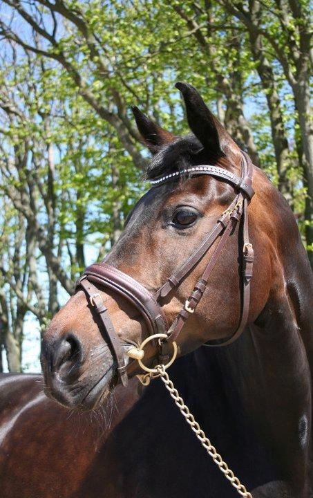 Dansk Varmblod Heartbreakers Touchy billede 23