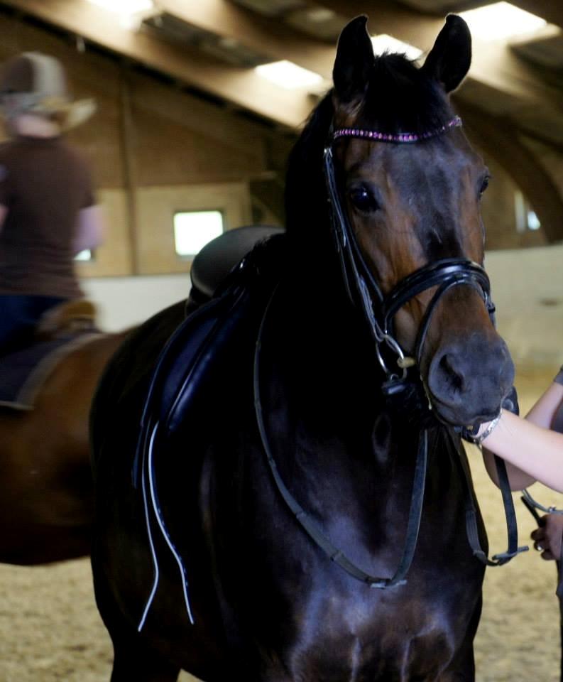 Dansk Varmblod Heartbreakers Touchy billede 24