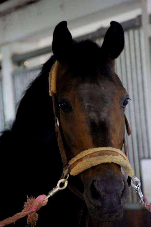 Dansk Varmblod Heartbreakers Touchy billede 25