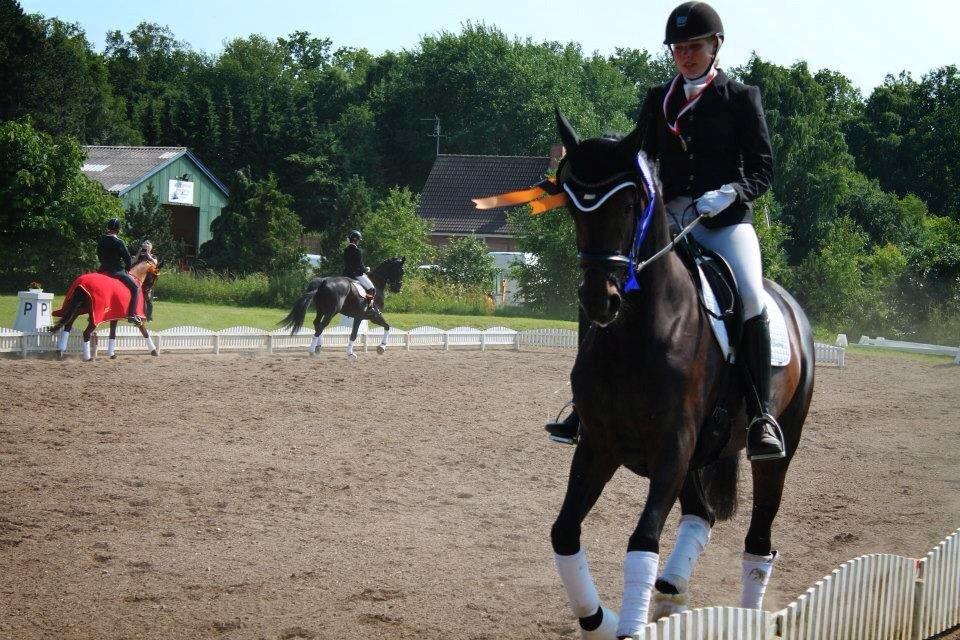 Dansk Varmblod Heartbreakers Touchy billede 26