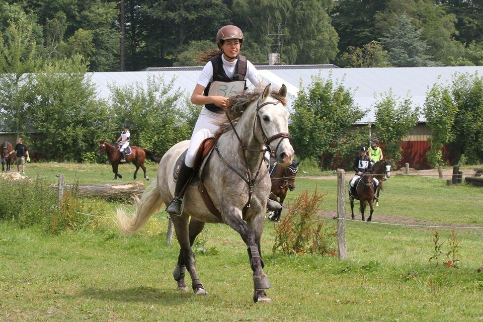 Pura Raza Española Campanero *Æseløre* - CNC70 billede 6