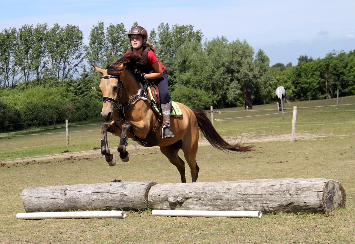 DSP Anemone Wales - Sommer springning. <3 billede 5