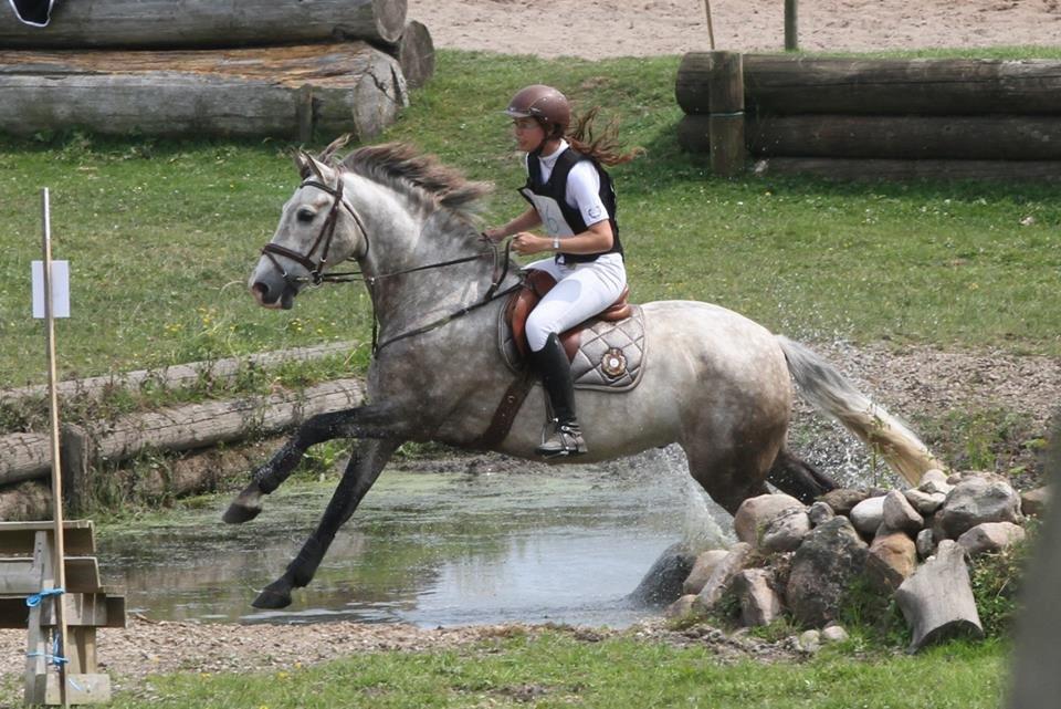 Pura Raza Española Campanero *Æseløre* - CNC70 billede 1