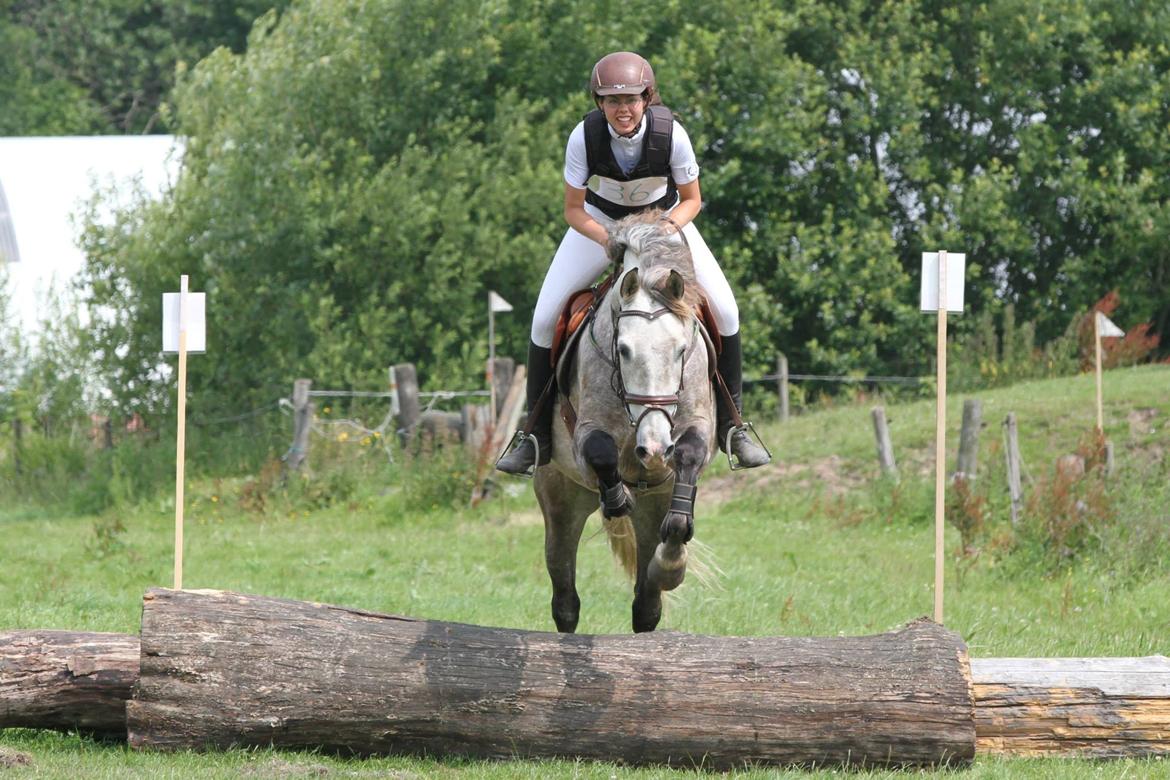 Pura Raza Española Campanero *Æseløre* - CNC70 billede 9