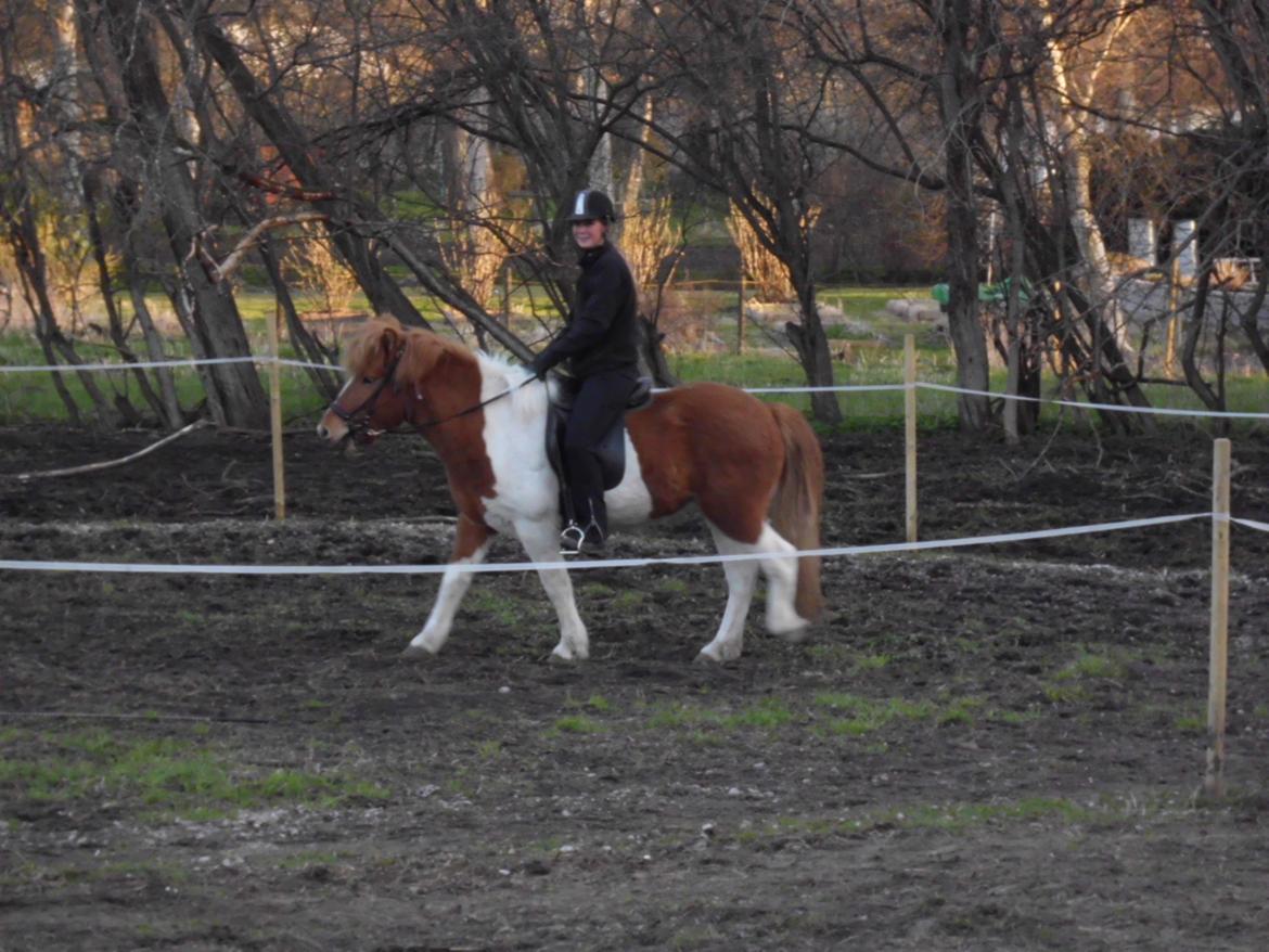 Islænder Depla fra såbyhøj billede 21