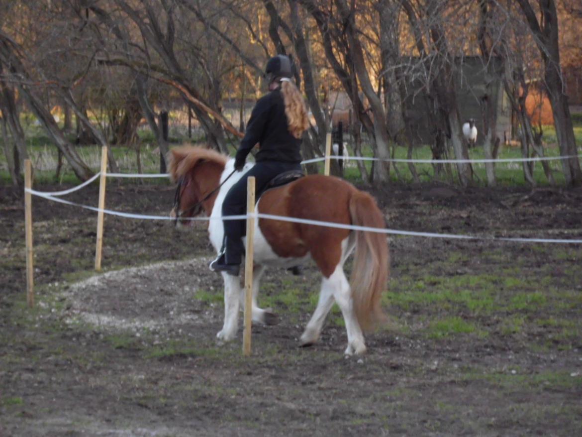 Islænder Depla fra såbyhøj billede 22