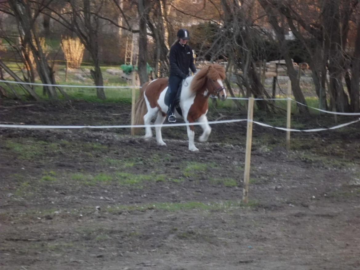 Islænder Depla fra såbyhøj billede 23