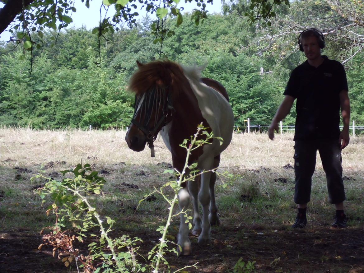 Islænder Depla fra såbyhøj billede 24