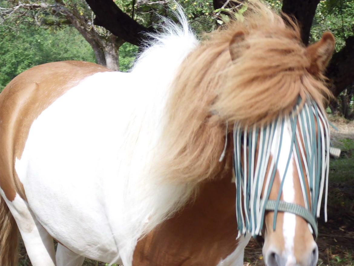 Islænder Depla fra såbyhøj billede 25