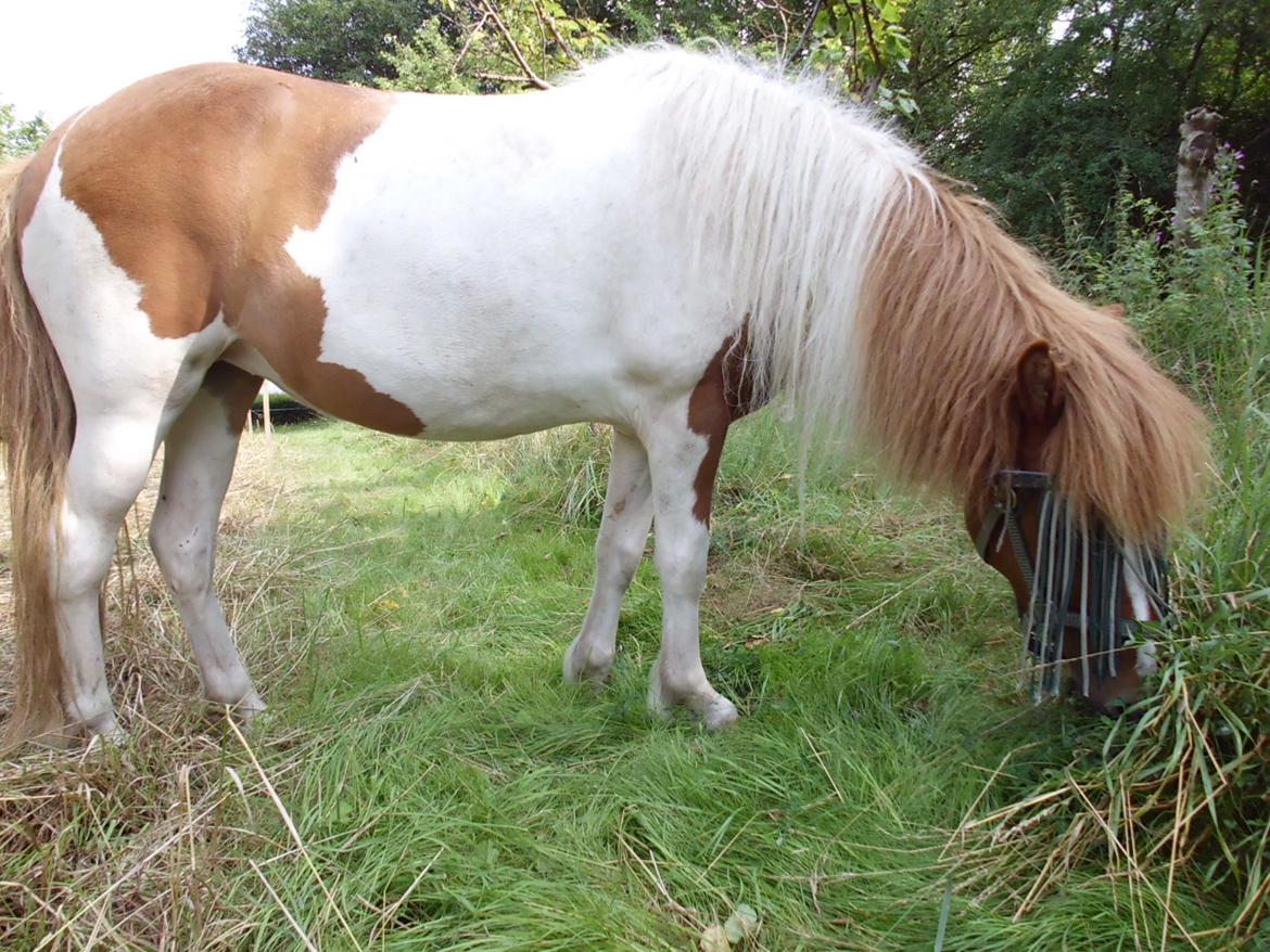 Islænder Depla fra såbyhøj billede 26