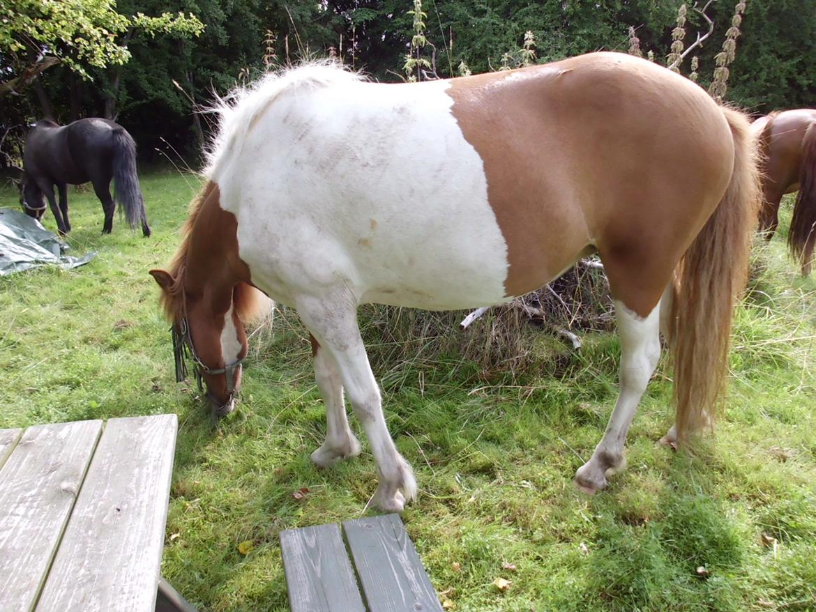 Islænder Depla fra såbyhøj billede 27