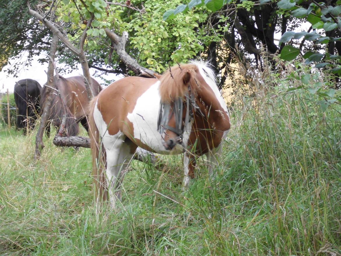 Islænder Depla fra såbyhøj billede 28