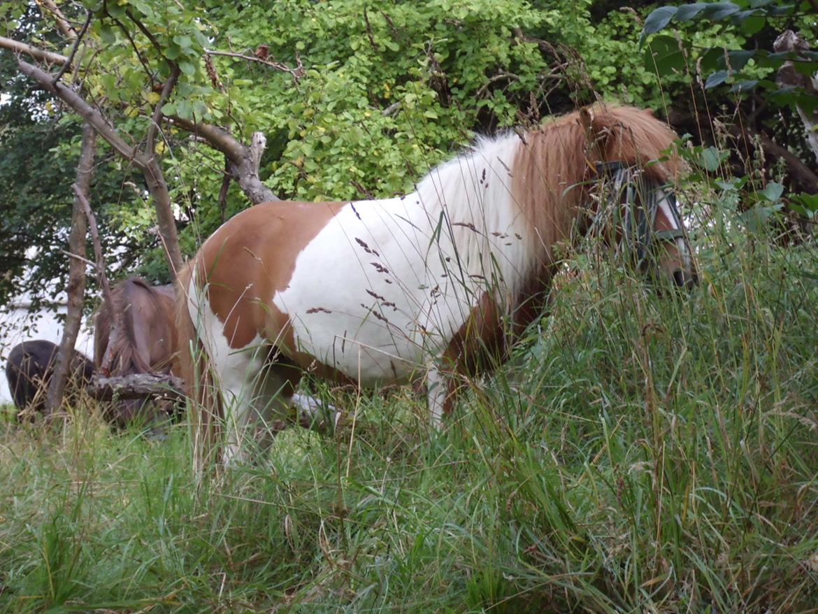 Islænder Depla fra såbyhøj billede 29
