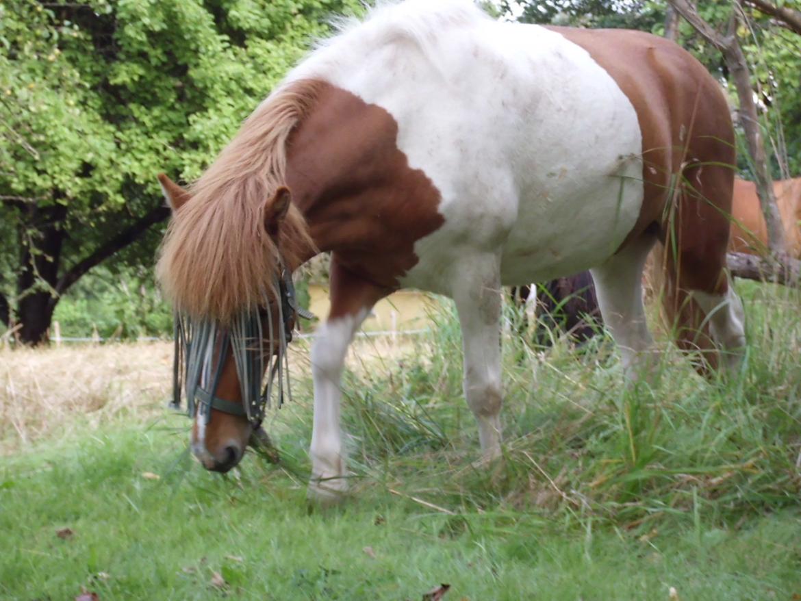 Islænder Depla fra såbyhøj billede 30