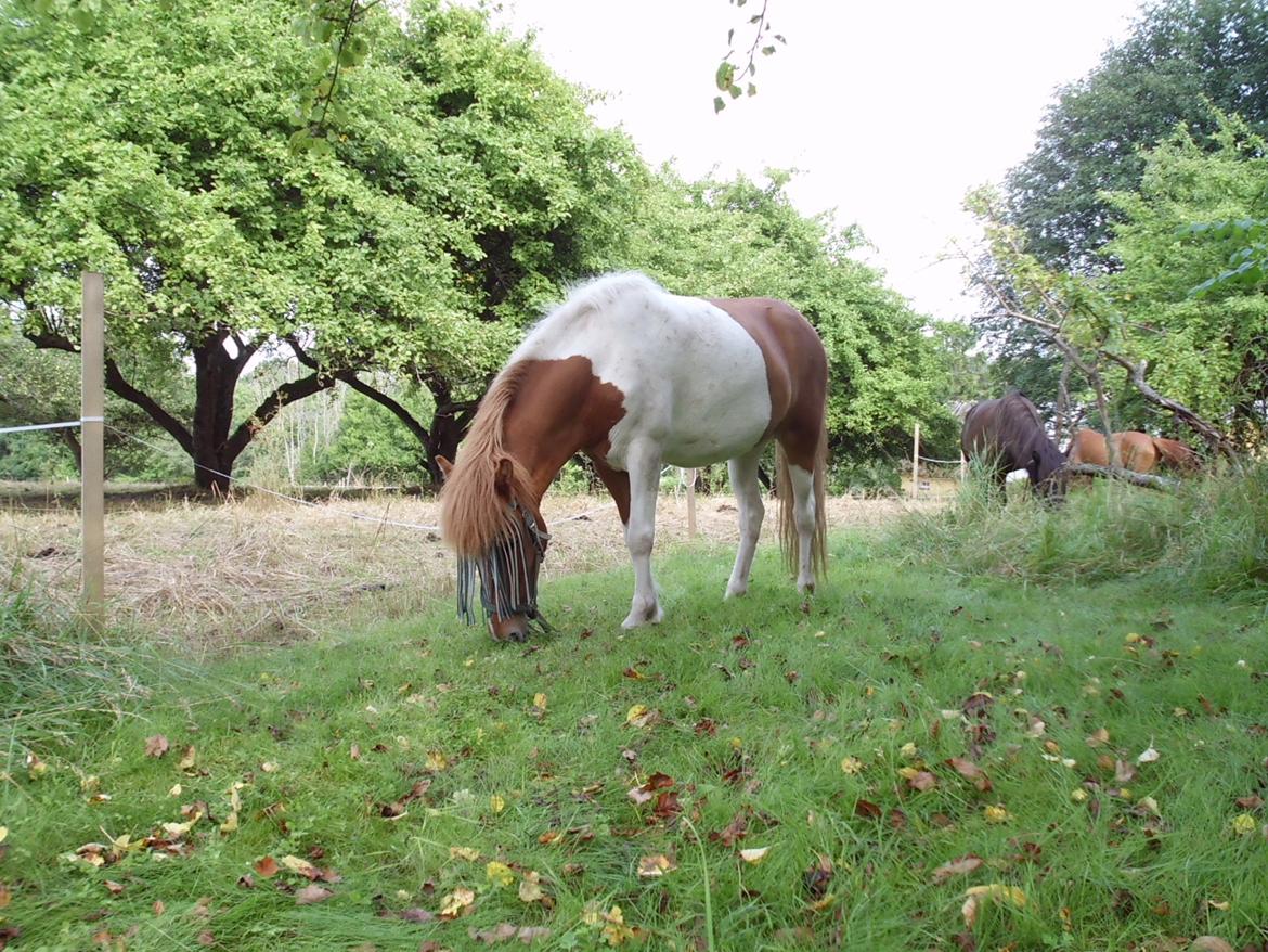 Islænder Depla fra såbyhøj billede 31