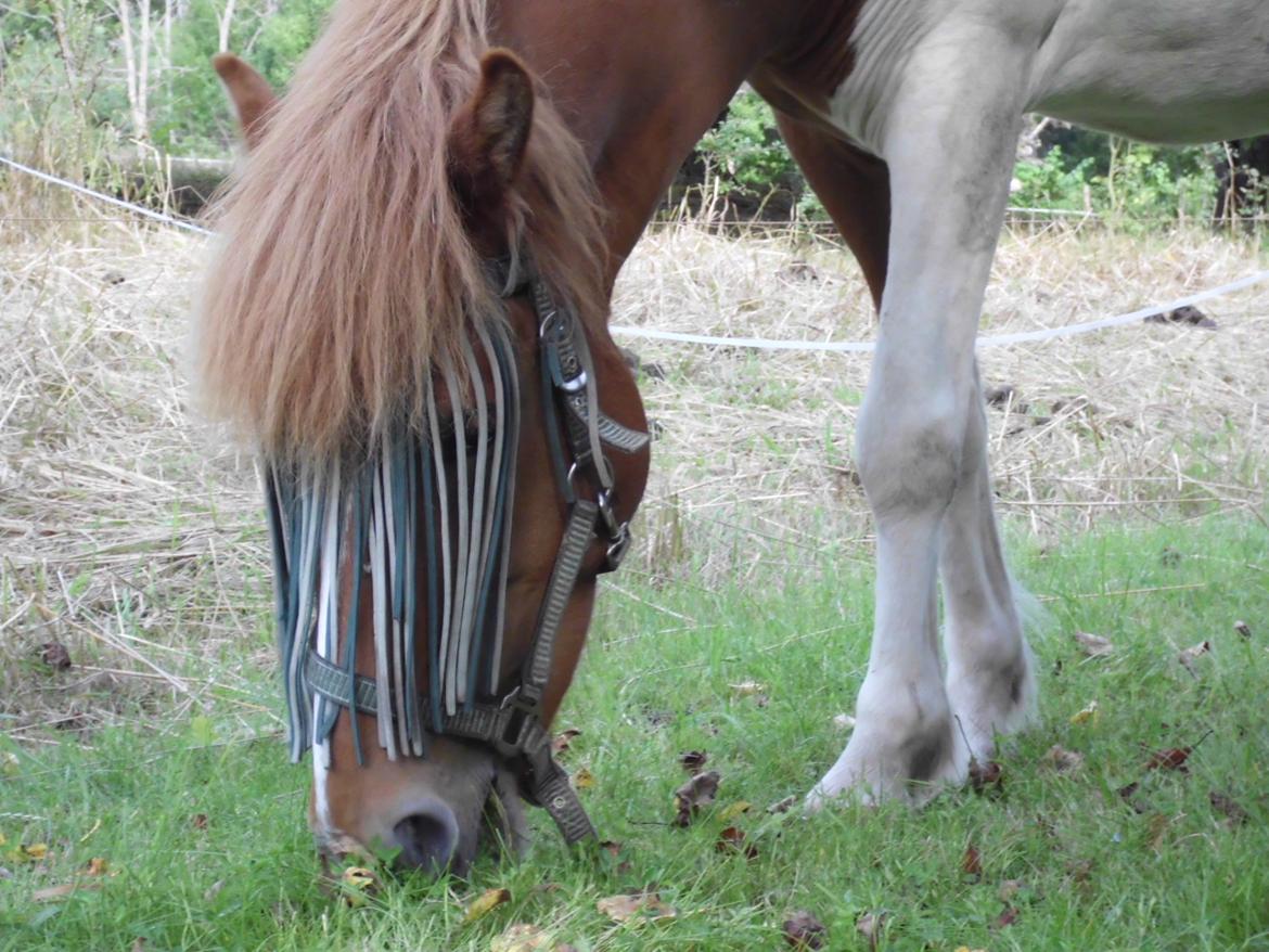 Islænder Depla fra såbyhøj billede 32