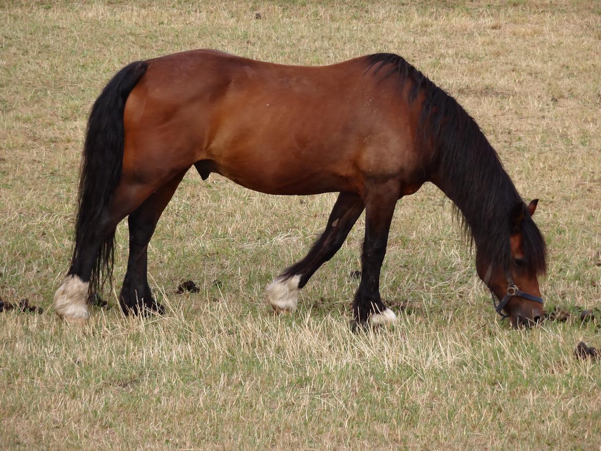 Welsh Cob (sec D) Stallone  - På fold billede 9