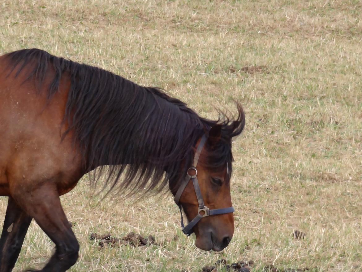 Welsh Cob (sec D) Stallone  - Haha!xD billede 19