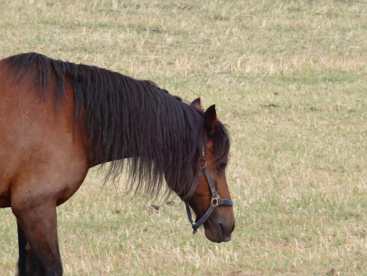 Welsh Cob (sec D) Stallone  - Love my star! billede 14