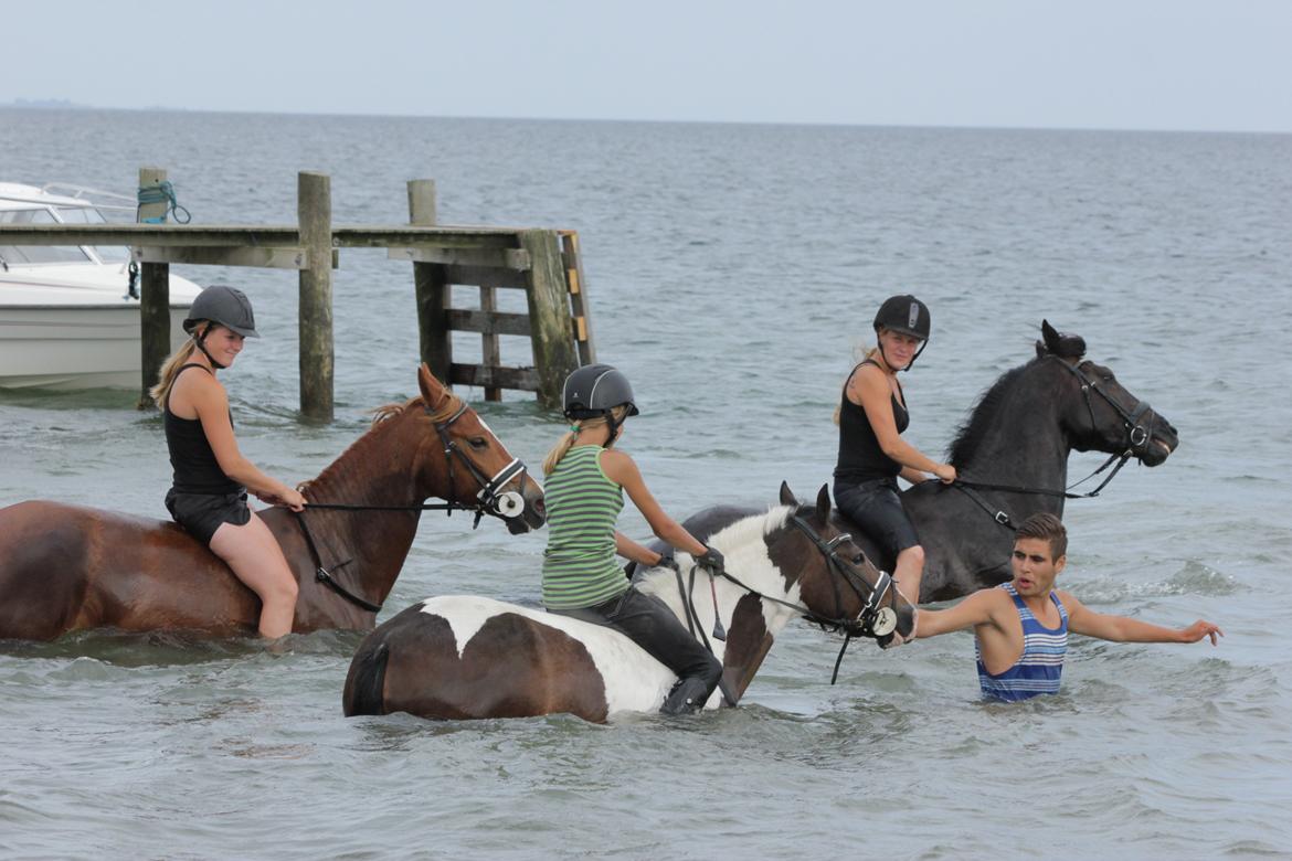 Dansk Varmblod Kastlund Diango (Solgt) - 28 juli 2013 billede 21