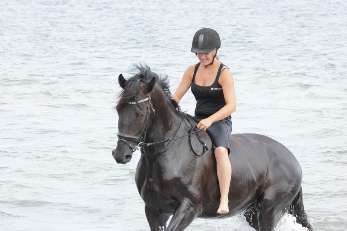 Dansk Varmblod Kastlund Diango (Solgt) - 28 juli 2013 billede 22