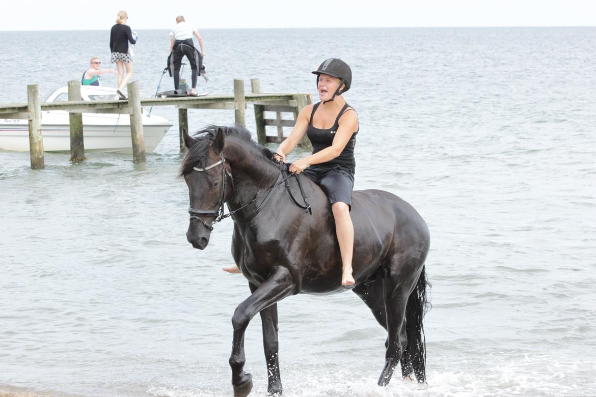 Dansk Varmblod Kastlund Diango (Solgt) - 28 juli 2013 billede 23