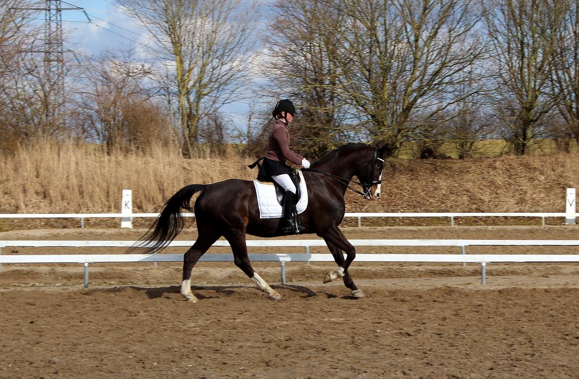 Dansk Varmblod Sant Jordi´s Mccoy, B-Hest billede 39