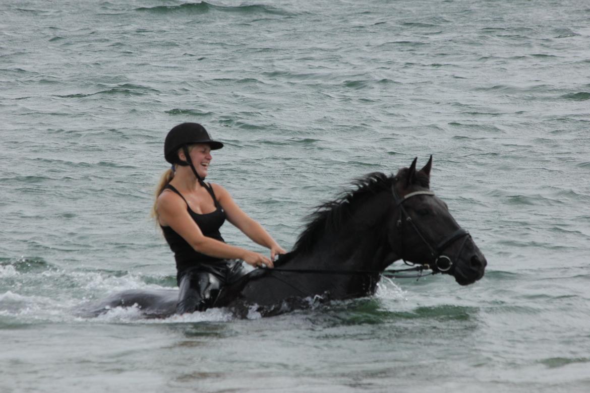 Dansk Varmblod Kastlund Diango (Solgt) - 28 juli 2013 billede 24
