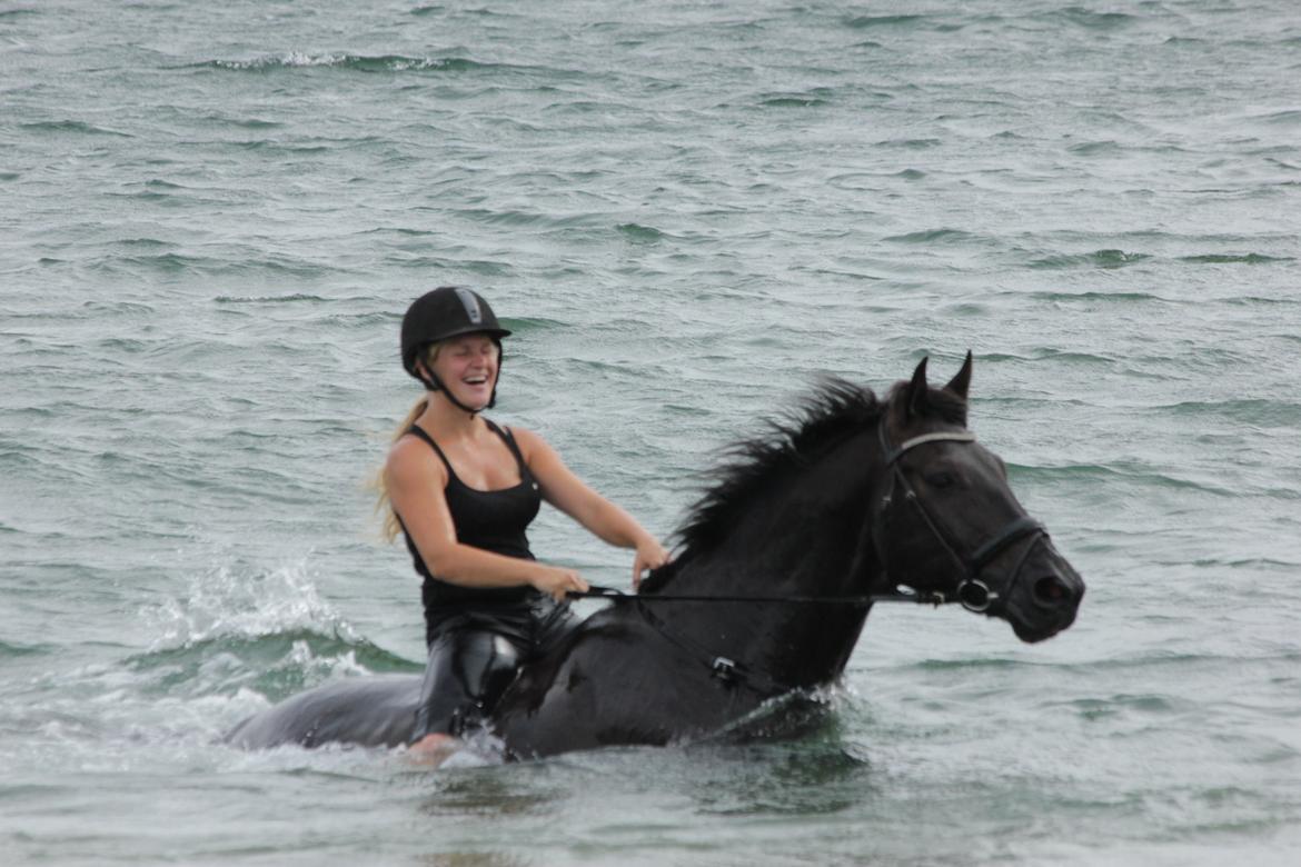 Dansk Varmblod Kastlund Diango (Solgt) - 28 juli 2013 billede 25