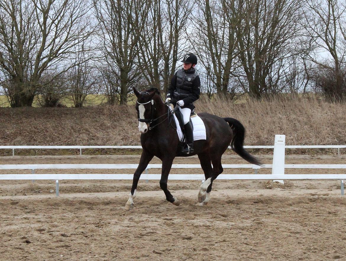 Dansk Varmblod Sant Jordi´s Mccoy, B-Hest billede 41