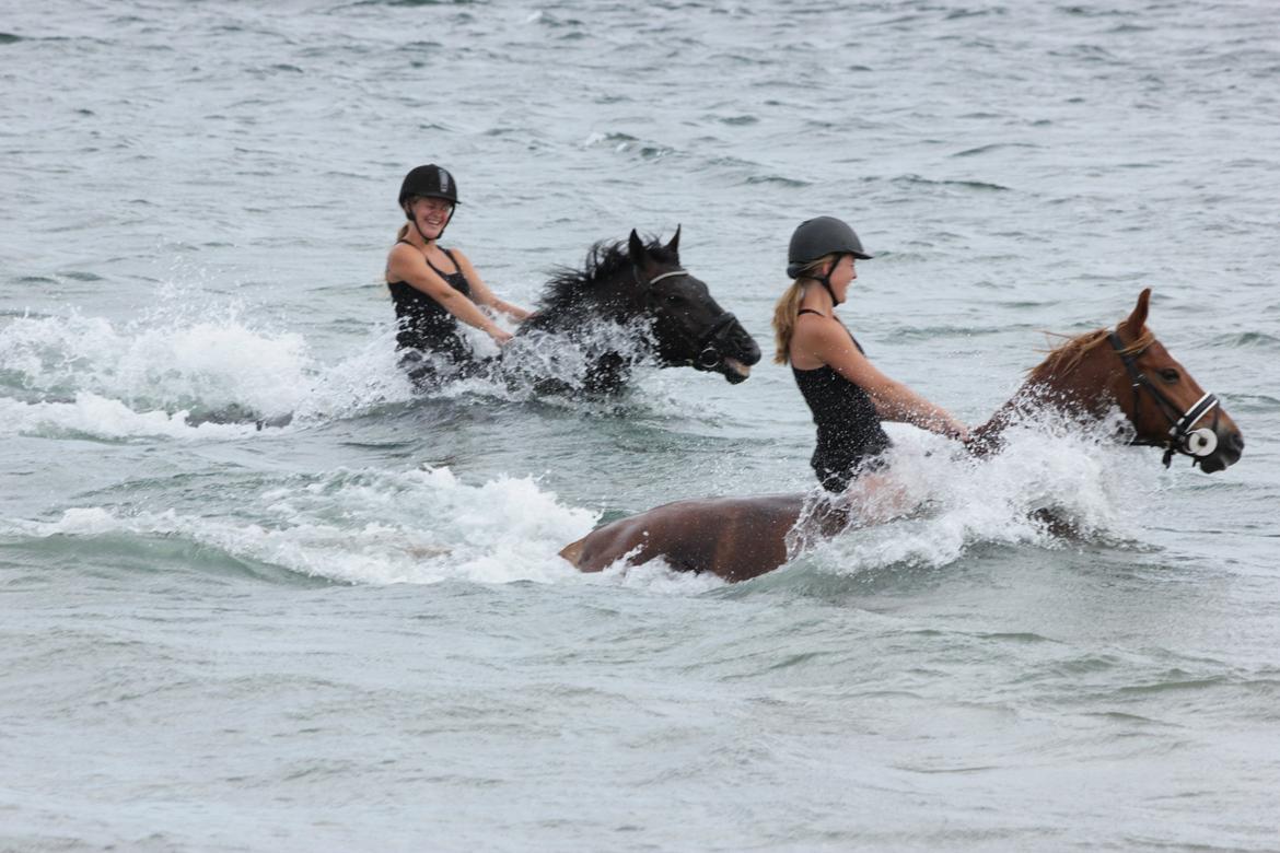 Dansk Varmblod Kastlund Diango (Solgt) - 28 juli 2013 billede 26