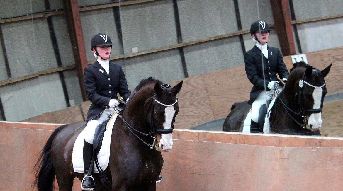 Dansk Varmblod Sant Jordi´s Mccoy, B-Hest billede 44