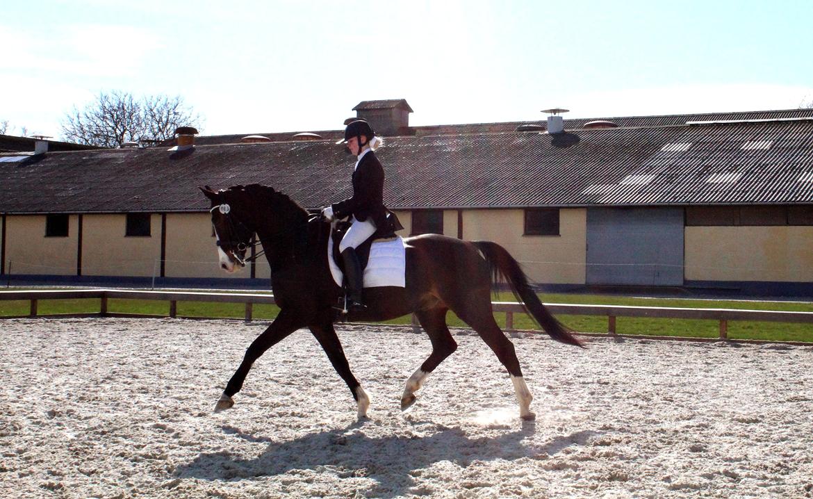 Dansk Varmblod Sant Jordi´s Mccoy, B-Hest billede 13