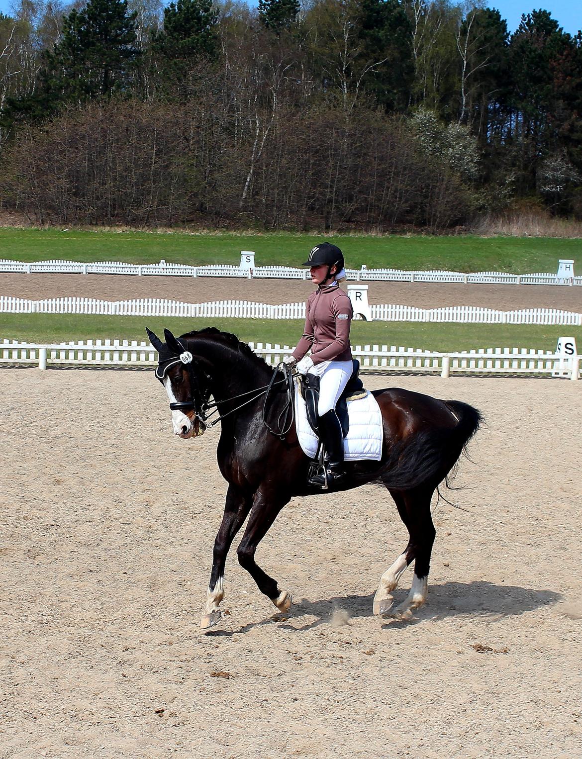 Dansk Varmblod Sant Jordi´s Mccoy, B-Hest billede 9