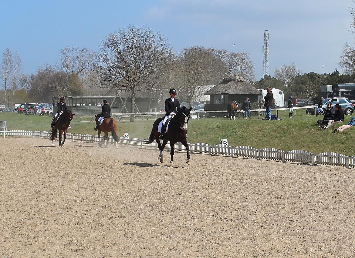 Dansk Varmblod Sant Jordi´s Mccoy, B-Hest billede 25