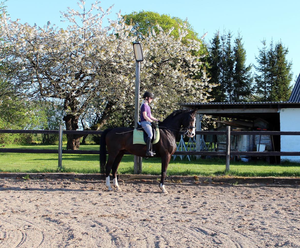 Dansk Varmblod Sant Jordi´s Mccoy, B-Hest billede 21