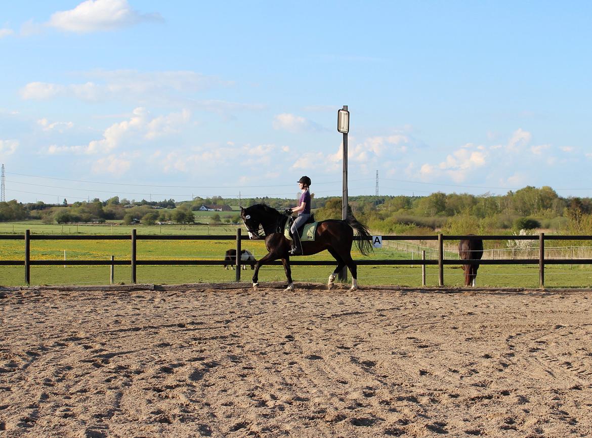 Dansk Varmblod Sant Jordi´s Mccoy, B-Hest billede 30