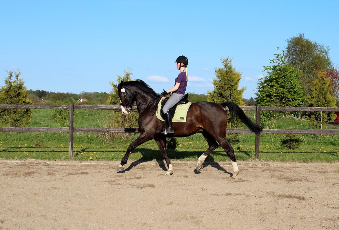 Dansk Varmblod Sant Jordi´s Mccoy, B-Hest billede 43