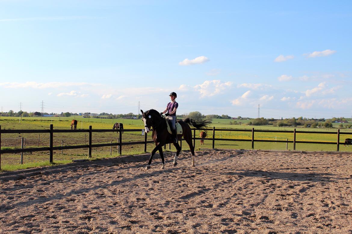 Dansk Varmblod Sant Jordi´s Mccoy, B-Hest billede 45