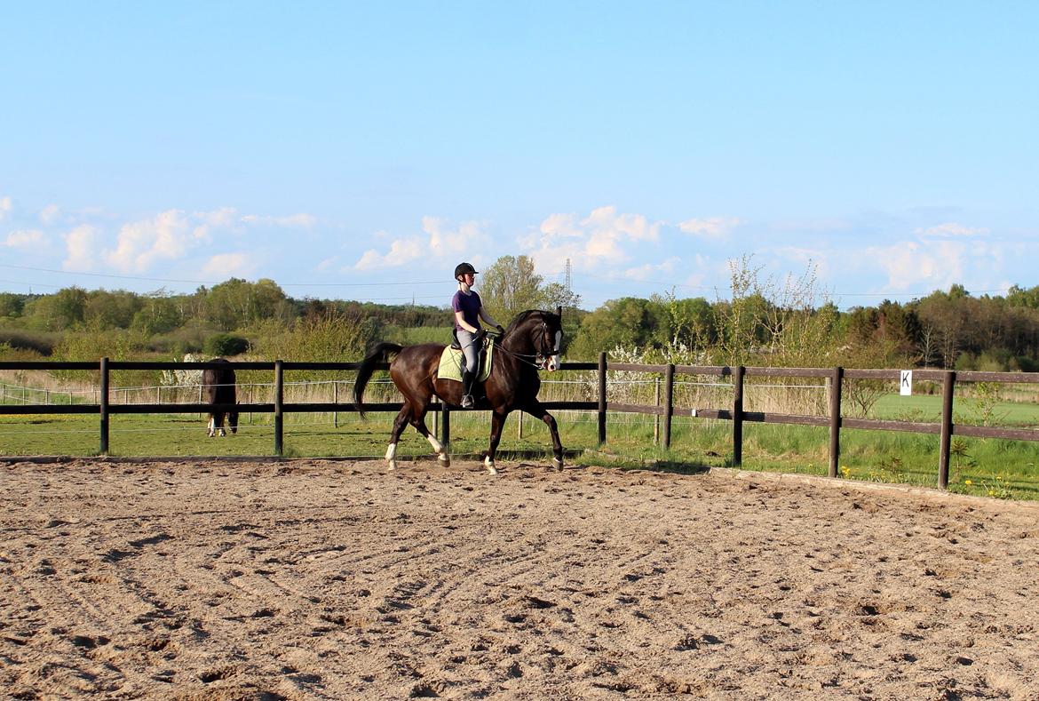 Dansk Varmblod Sant Jordi´s Mccoy, B-Hest billede 26