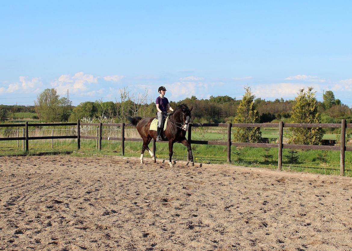 Dansk Varmblod Sant Jordi´s Mccoy, B-Hest billede 14