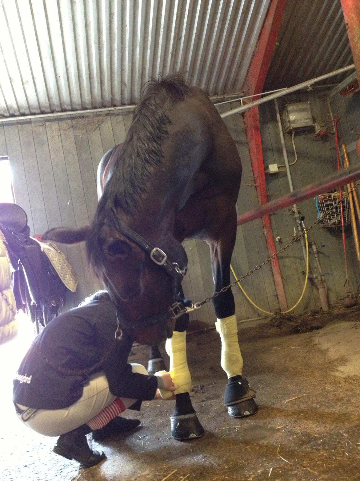 Dansk Varmblod Shepro Hit billede 17