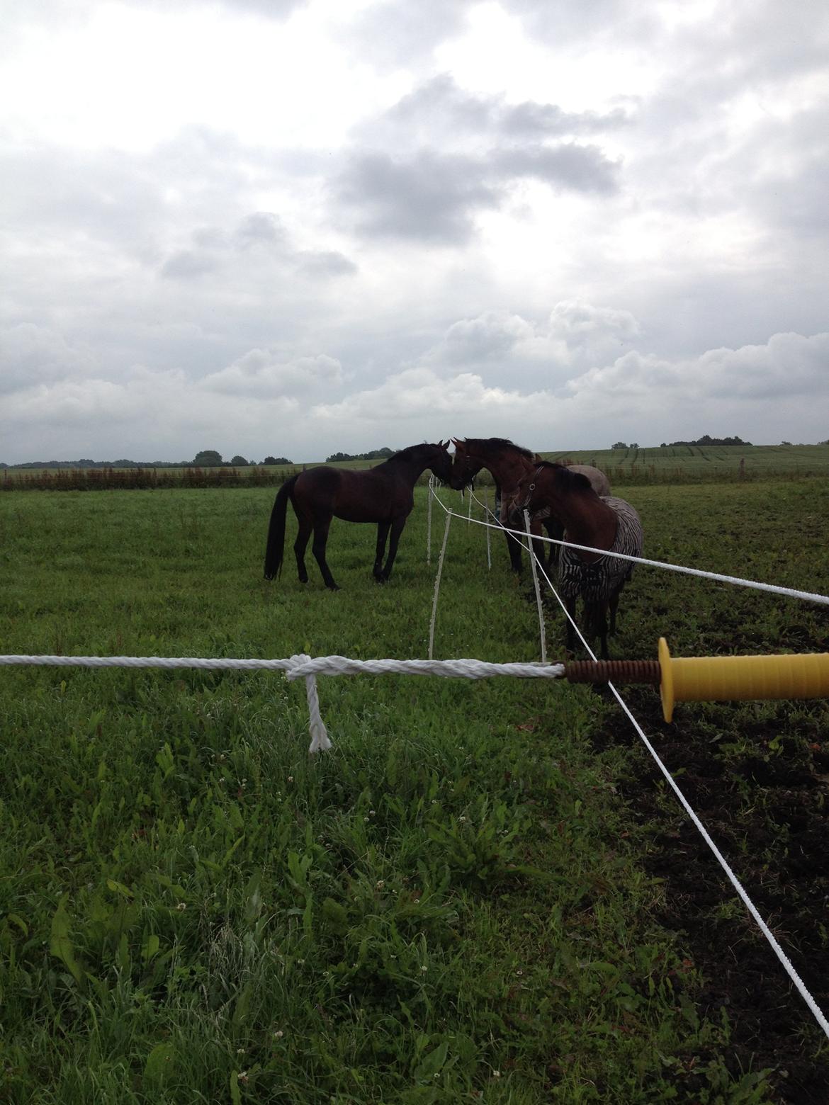 Dansk Varmblod Shepro Hit billede 41