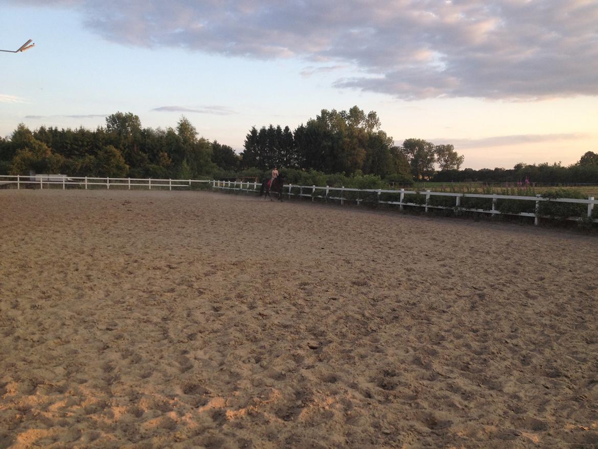 Dansk Varmblod Shepro Hit billede 34