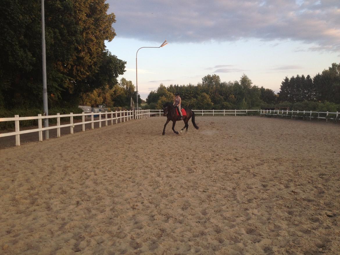 Dansk Varmblod Shepro Hit billede 46